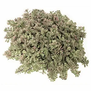 Sedum spurium 'Tricolor' - image 1