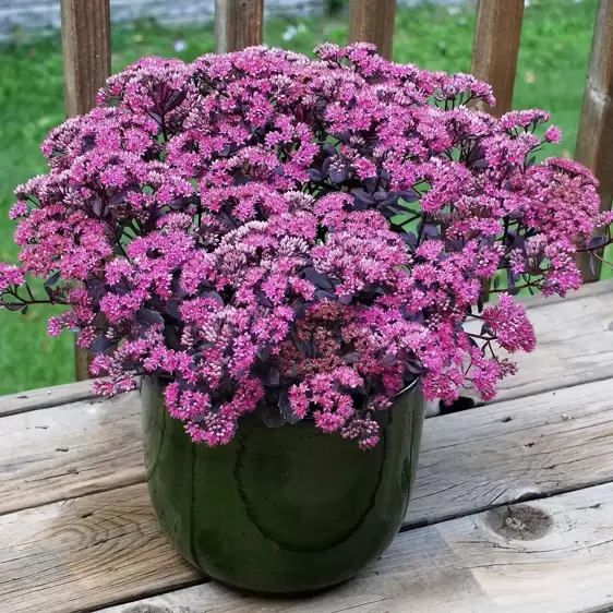 Sedum SunSparkler 'Dazzleberry' 9cm - image 1