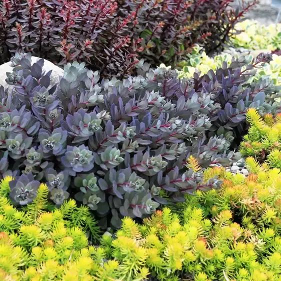 Sedum SunSparkler 'Dazzleberry' 9cm - image 2