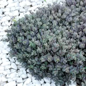 Sedum SunSparkler 'Dazzleberry' 9cm - image 4