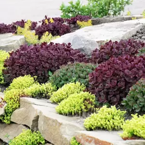 Sedum SunSparkler 'Firecracker' 1L - image 4