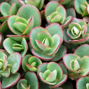 Sedum SunSparkler 'Lime Zinger' 9cm - image 1