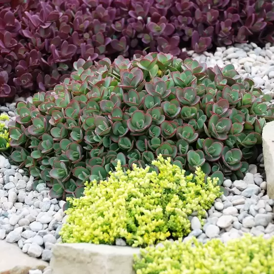 Sedum SunSparkler 'Lime Zinger' 9cm - image 3