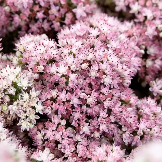 Sedum SunSparkler 'Lime Zinger' 9cm - image 2