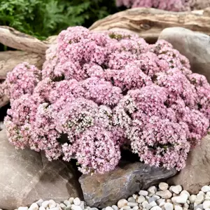 Sedum SunSparkler 'Lime Zinger' 9cm - image 4