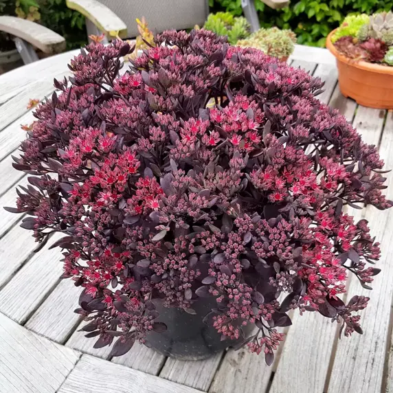 Sedum SunSparkler 'Plum Dazzled' 2L - image 4