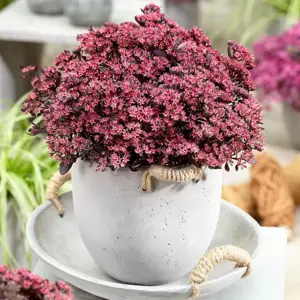 Sedum SunSparkler 'Plum Dazzled' 2L - image 5