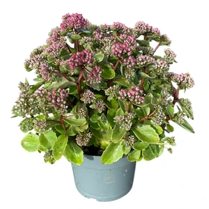 Sedum telephium 'Surrender' - image 2
