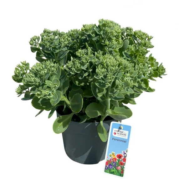 Sedum telephium 'Surrender' - image 1