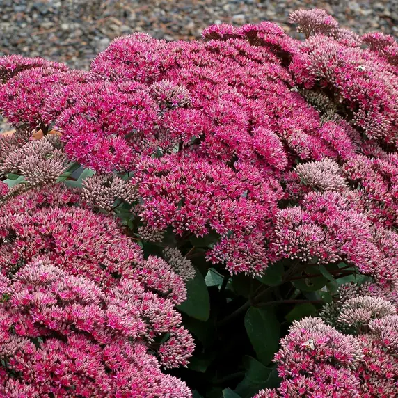 Sedum 'Thunderhead' - image 2