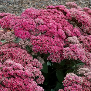 Sedum 'Thunderhead' - image 2