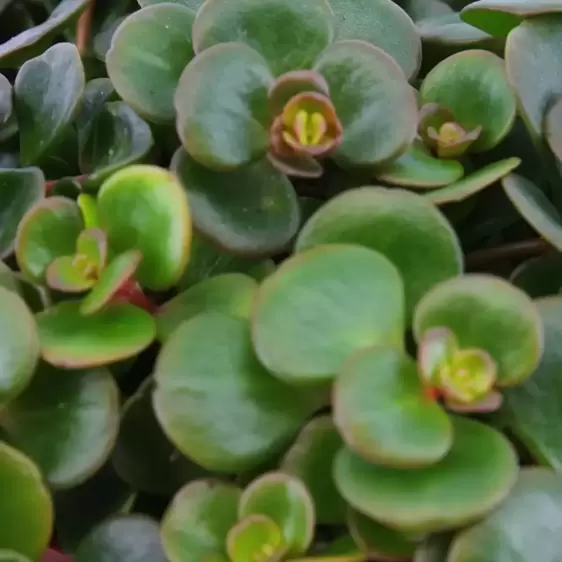 Sedum 'Tornado' - Tundra Tornado 10.5cm - image 1