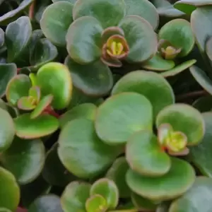 Sedum 'Tornado' - Tundra Tornado 10.5cm - image 2