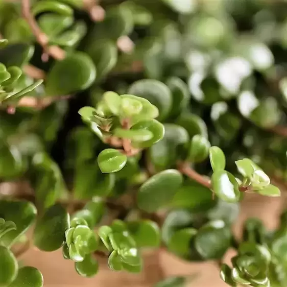 Sedum 'Tornado' - Tundra Tornado 10.5cm - image 4