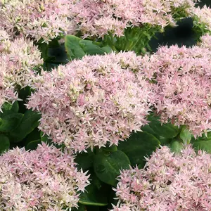 Picture Credit - TERRA NOVA® Nurseries, Inc. www.terranovanurseries.com
