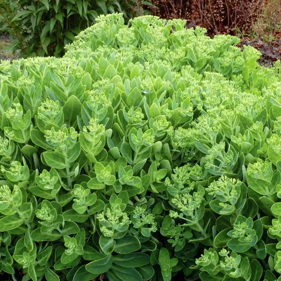 Picture Credit - TERRA NOVA® Nurseries, Inc. www.terranovanurseries.com