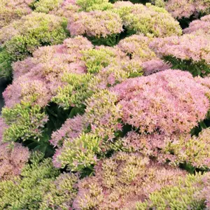 Picture Credit - TERRA NOVA® Nurseries, Inc. www.terranovanurseries.com