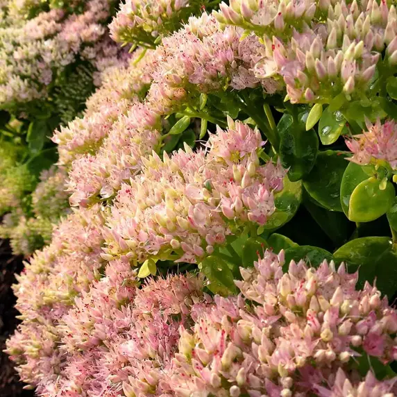 Picture Credit - TERRA NOVA® Nurseries, Inc. www.terranovanurseries.com