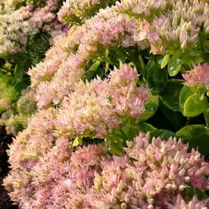 Picture Credit - TERRA NOVA® Nurseries, Inc. www.terranovanurseries.com