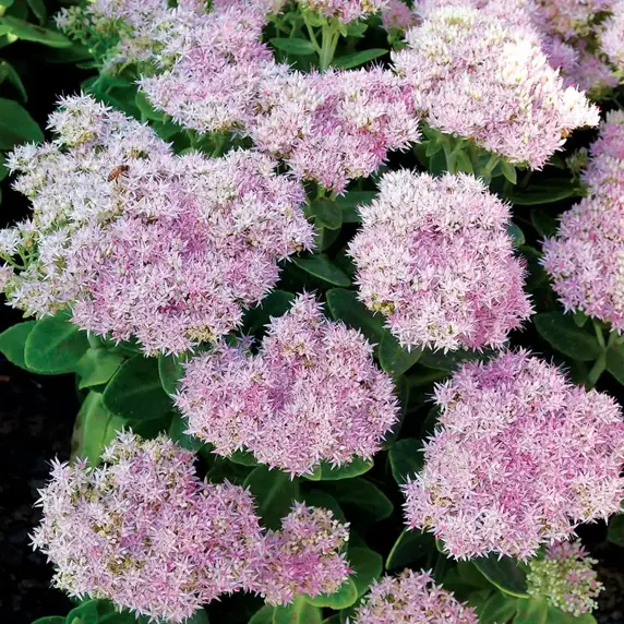 Picture Credit - TERRA NOVA® Nurseries, Inc. www.terranovanurseries.com