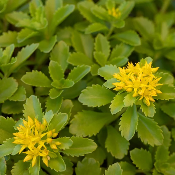 Sedum kamtschaticum var. floriferum 'Weihenstephaner Gold' - image 1