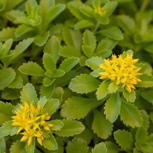 Sedum kamtschaticum var. floriferum 'Weihenstephaner Gold' - image 1