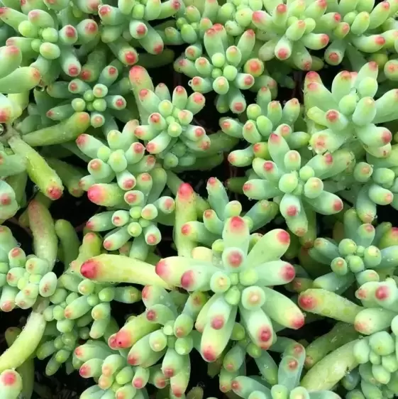 Sedum weisneus