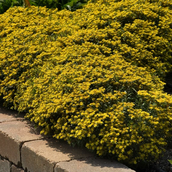 Image Credit: Darwin