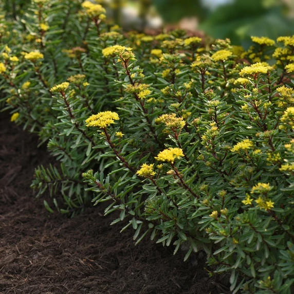 Image Credit: Darwin