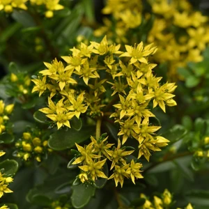 Image Credit: Darwin