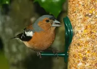Seed Feeders