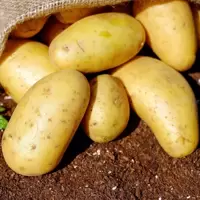Seed Potatoes