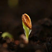 Seeds