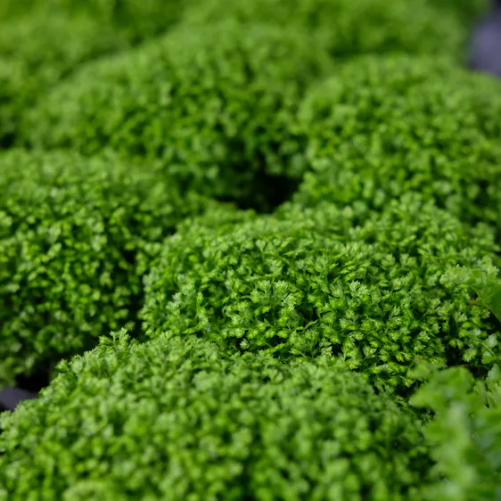 Selaginella apoda