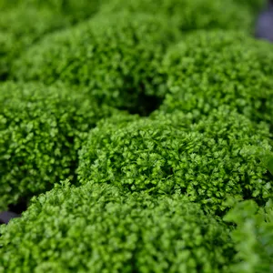 Selaginella apoda