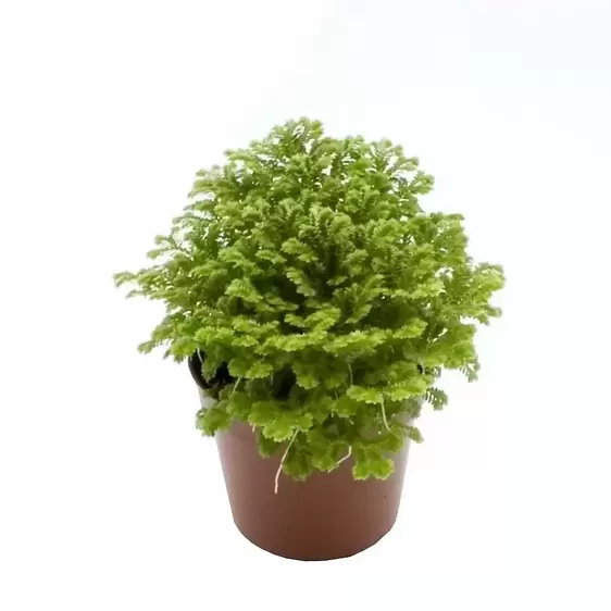 Selaginella martensii 'Jori'