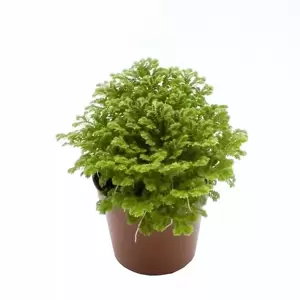 Selaginella martensii 'Jori'