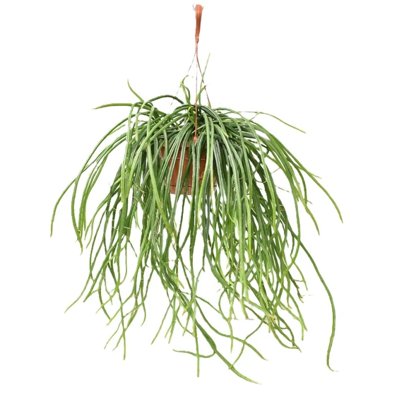 Selenicereus wercklei 17cm Hanging Pot