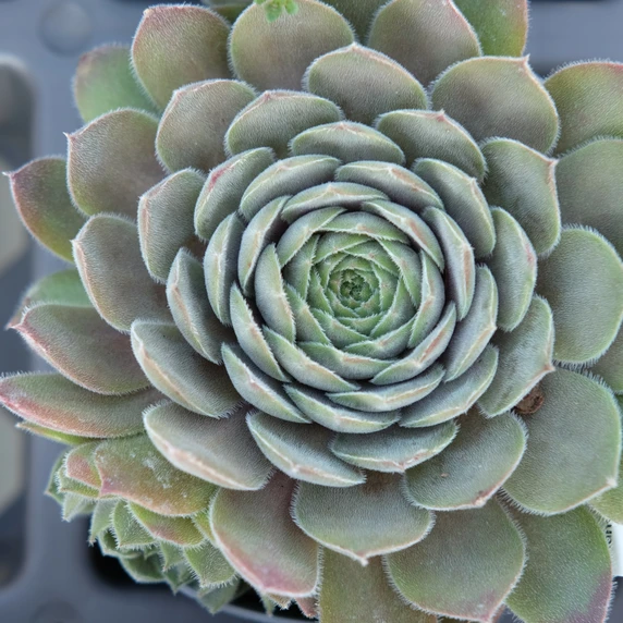 Sempervivum 'Aquila'