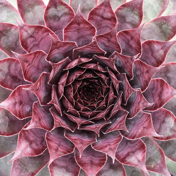Picture Credit -  Plantipp BV®