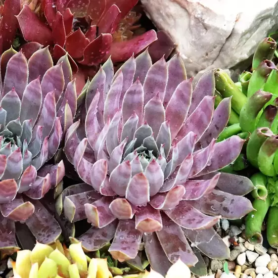 Sempervivum Chick Charms 'Berry Blues' 9cm - image 4