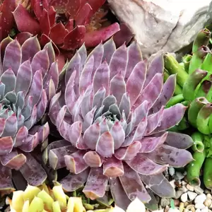 Sempervivum Chick Charms 'Berry Blues' 9cm - image 4
