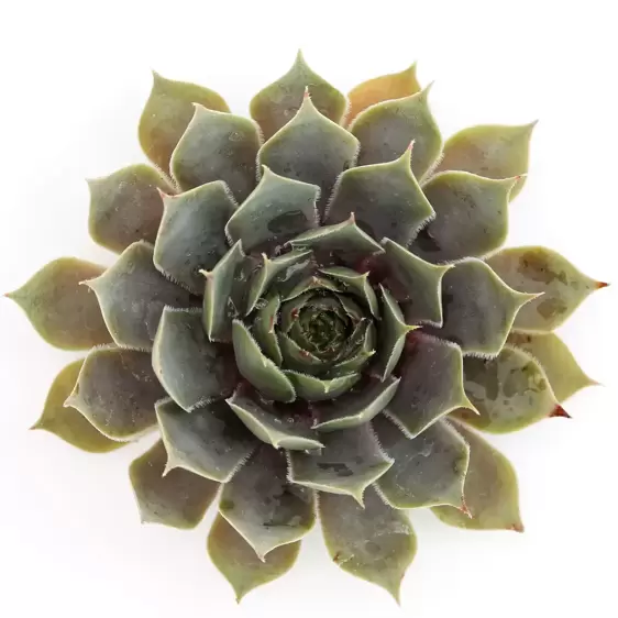 Sempervivum Chick Charms 'Berry Blues' 9cm - image 1