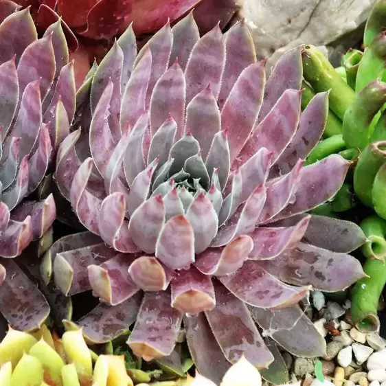 Sempervivum Chick Charms 'Berry Blues' 9cm - image 2