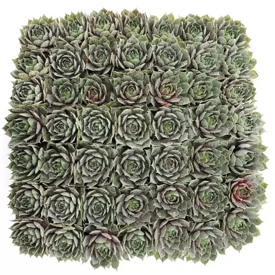 Sempervivum Chick Charms 'Berry Blues' 9cm - image 5
