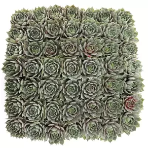 Sempervivum Chick Charms 'Berry Blues' 9cm - image 5