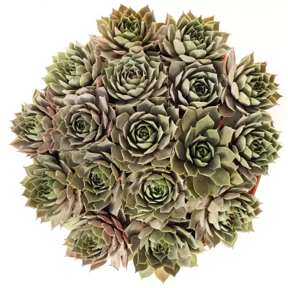 Sempervivum Chick Charms 'Berry Blues' 10.5cm - image 3