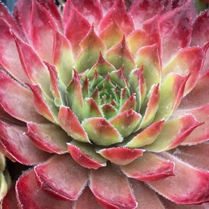 Picture Credit -  Plantipp BV®