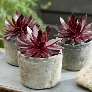 Image Credit - Plantipp BV®