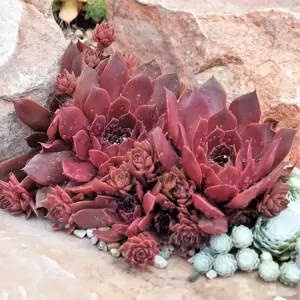 Image Credit - Plantipp BV®